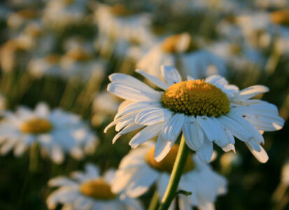 Photo of the Week: Dancing Daisies Image